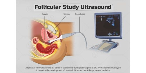 Follicular Study